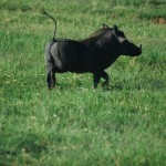 Warthog. Also known as Pumba.