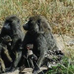 Monkeys and babies.